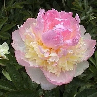 Пион РАСБЕРРИ САНДЕЙ травянистый  Пион РАСБЕРРИ САНДЕЙ травянистый в Саратове