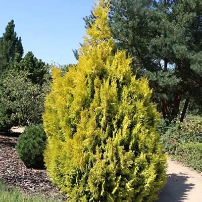 Туя СТОУНХАМ ГОЛД складчатая в Саратове