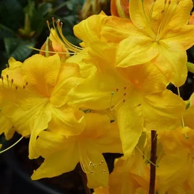 Азалия ЛИМЕТТА листопадная  в Саратове