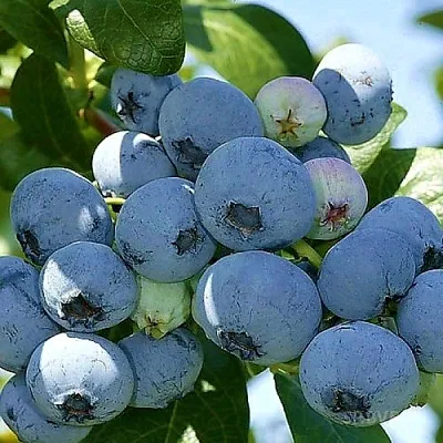 Голубика НУИ  Голубика НУИ в Саратове