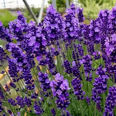 Лаванда ХИДКОТ БЛЮ узколистная  Лаванда ХИДКОТ БЛЮ узколистная в Саратове
