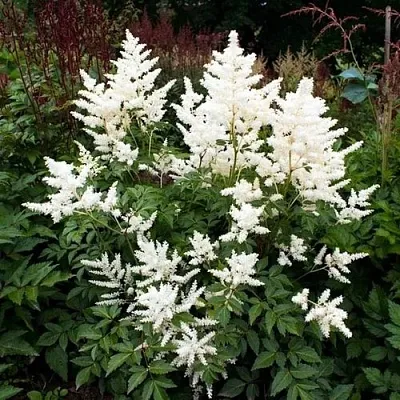 Астильба ДОЙЧЛАНД японская  Астильба ДОЙЧЛАНД японская в Саратове