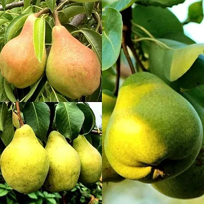 Комплект НАСТОЯЩИЙ ВОСТОРГ в Саратове