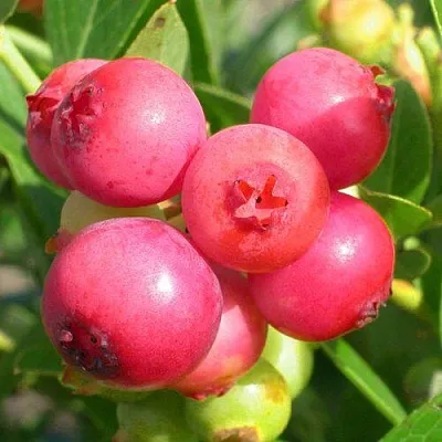 Голубика ПИНК ЛИМОНАД  Голубика ПИНК ЛИМОНАД в Саратове