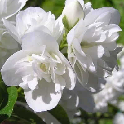 Жасмин ЖИРАНДОЛЬ  Жасмин ЖИРАНДОЛЬ в Саратове