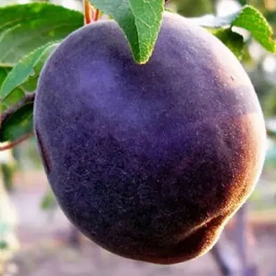 Абрикос ШЛОР ЦИРАН  Абрикос ШЛОР ЦИРАН в Саратове