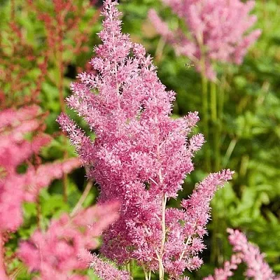 Астильба РЕЙНЛЕНД японская  Астильба РЕЙНЛЕНД японская в Саратове