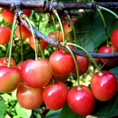 Черешня БРЯНСКАЯ РОЗОВАЯ в Саратове