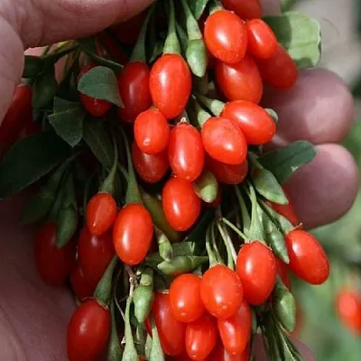 Годжи КОРЕАН БИГ  Годжи КОРЕАН БИГ в Саратове