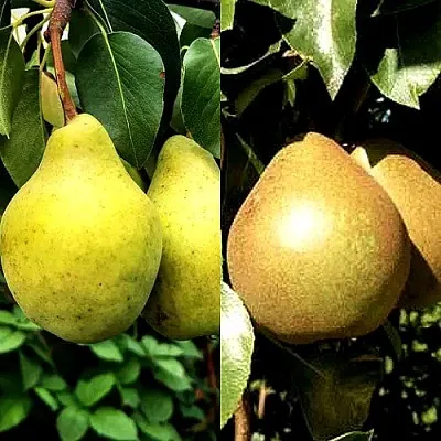 Комплект ДУЭТ в Саратове