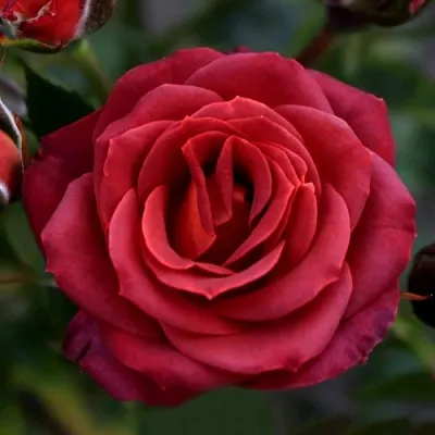 Саженцы роз ЧОКОЧИНО спрей  Саженцы роз ЧОКОЧИНО спрей в Саратове