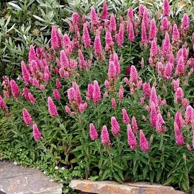 Вероника РОЗЕА колосковая  Вероника РОЗЕА колосковая в Саратове