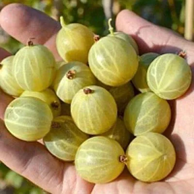 Крыжовник БЕРИЛЛ  Крыжовник БЕРИЛЛ в Саратове