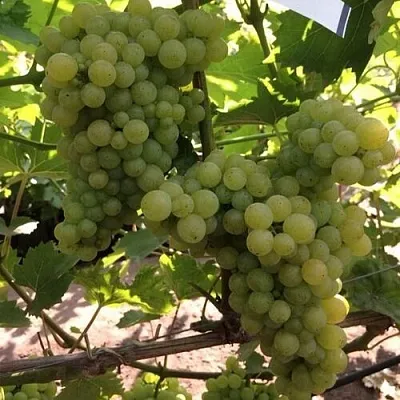 Виноград КИШМИШ 311 в Саратове