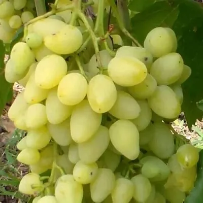 Виноград ЗАРНИЦА в Саратове