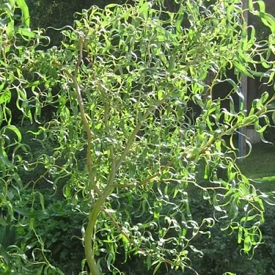 Ива МАТСУДАНА  Ива МАТСУДАНА в Саратове