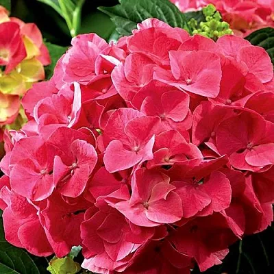 Гортензия МИСС ХЕПБЕРН крупнолистная  Гортензия МИСС ХЕПБЕРН крупнолистная в Саратове