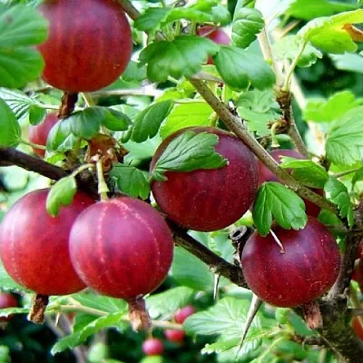 Крыжовник КОНСУЛ  Крыжовник КОНСУЛ в Саратове