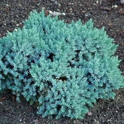 Можжевельник БЛЮ СТАР чешуйчатый в Саратове