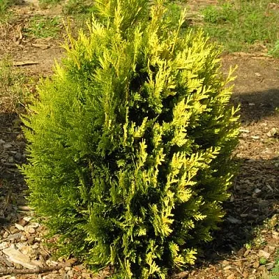 Туя КОППЕР ГОЛД западная в Саратове