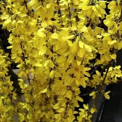 Форзиция ГОЛДРАУШ  Форзиция ГОЛДРАУШ в Саратове