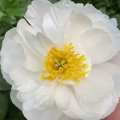 Пион ДУБЛИН травянистый  Пион ДУБЛИН травянистый в Саратове