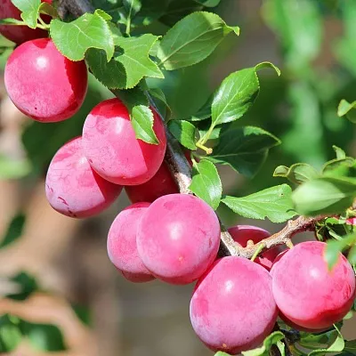 Алыча  Алыча в Саратове