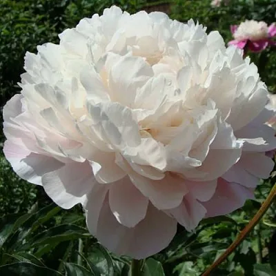 Пион ВОГ травянистый  Пион ВОГ травянистый в Саратове