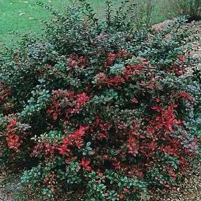 Барбарис РЕД ДЖЕВЕЛ средний   Барбарис РЕД ДЖЕВЕЛ средний  в Саратове