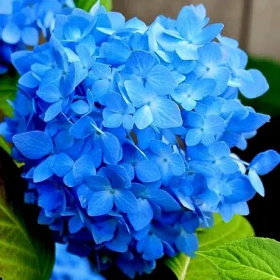 Гортензия НИККО БЛЮ крупнолистная  Гортензия НИККО БЛЮ крупнолистная в Саратове