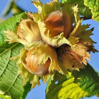 Фундук ТОНДА РОМАНА  Фундук ТОНДА РОМАНА в Саратове