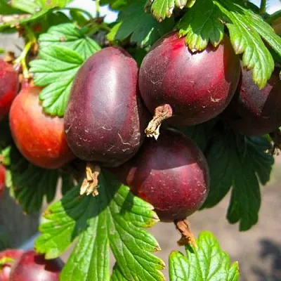 Крыжовник ЧЕРНОСЛИВОВЫЙ  Крыжовник ЧЕРНОСЛИВОВЫЙ в Саратове