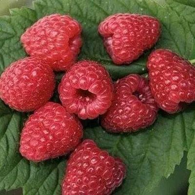 Малина ЗЮГАНА  Малина ЗЮГАНА в Саратове