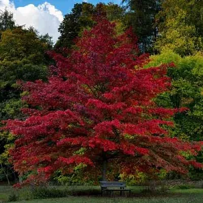 Дуб болотный  Дуб болотный в Саратове
