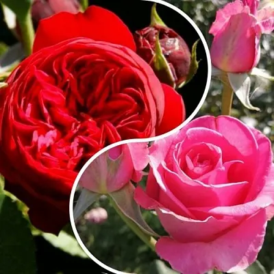 Комплект РОМАНТИЧЕСКИЙ БУКЕТ в Саратове