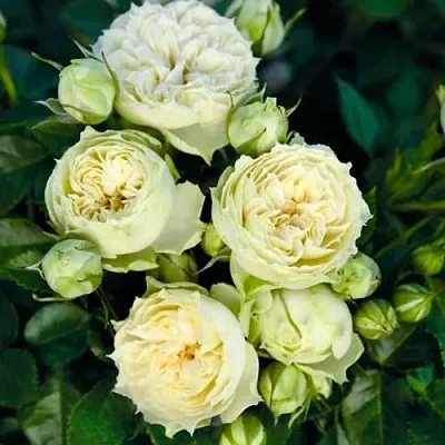 Саженцы роз БЛАНШЕТТ спрей  Саженцы роз БЛАНШЕТТ спрей в Саратове