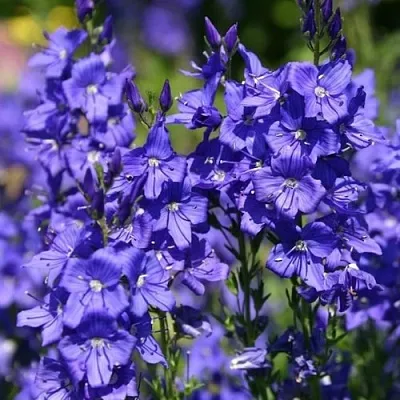 Вероника австрийская  Вероника австрийская в Саратове