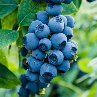 Голубика БОНИФАЦИЙ  Голубика БОНИФАЦИЙ в Саратове