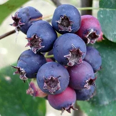 Ирга SLEYT  Ирга SLEYT в Саратове