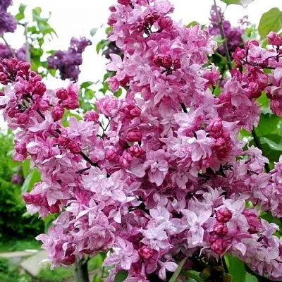 Сирень ОЛИМПИАДА КОЛЕСНИКОВА  Сирень ОЛИМПИАДА КОЛЕСНИКОВА в Саратове