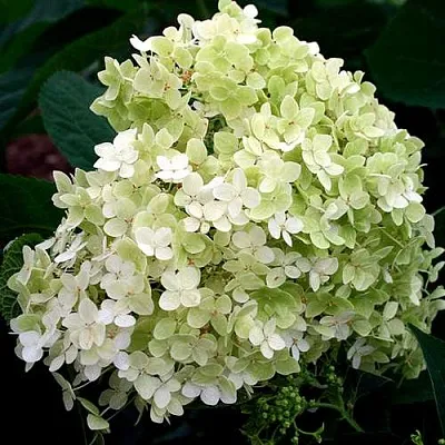 Гортензия СТЕРИЛИС древовидная   Гортензия СТЕРИЛИС древовидная  в Саратове