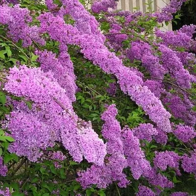 Сирень КИТАЙСКАЯ  Сирень КИТАЙСКАЯ в Саратове