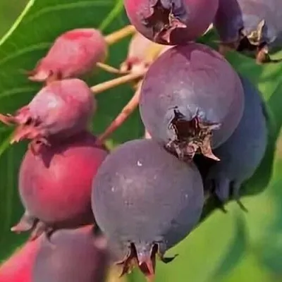 Ирга MANDAN  Ирга MANDAN в Саратове