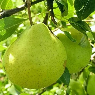 Груша ДАЛИКОР колонновидная  Груша ДАЛИКОР колонновидная в Саратове