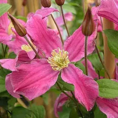 Клематис ИНСПИРЕЙШН ЗОЙН  Клематис ИНСПИРЕЙШН ЗОЙН в Саратове