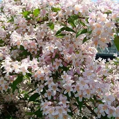 Кольквиция прелестная  Кольквиция прелестная в Саратове