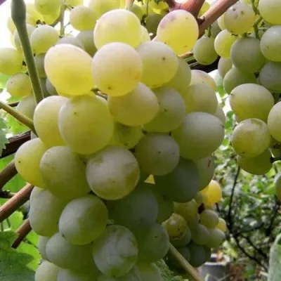 Виноград ТАЛИСМАН в Саратове
