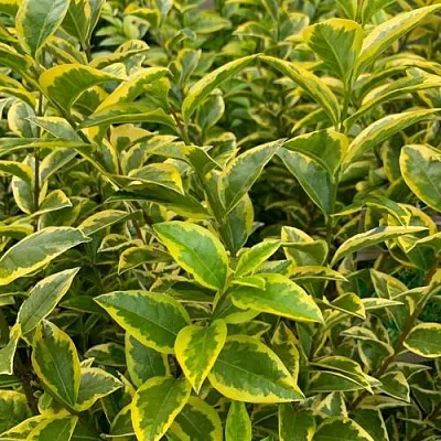 Бирючина АУРЕУМ овальнолистная  Бирючина АУРЕУМ овальнолистная в Саратове