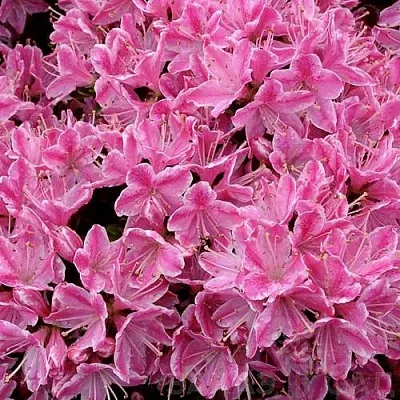 Азалия КЕРМЕСИНА РОУЗ японская в Саратове