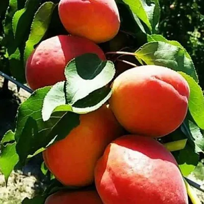 Абрикос ДЖУМБО КОТ  Абрикос ДЖУМБО КОТ в Саратове